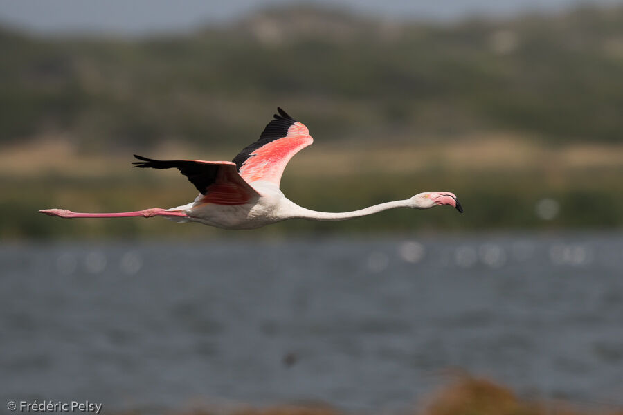 Flamant roseadulte, Vol