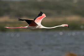 Greater Flamingo