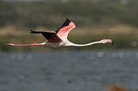 Flamant rose