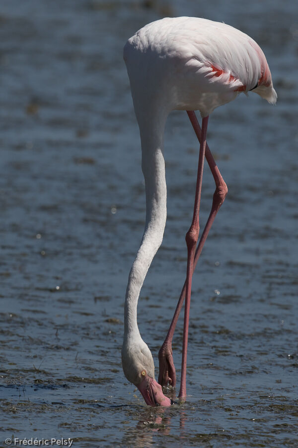 Greater Flamingoadult, eats