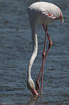 Flamant rose