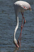 Flamant rose