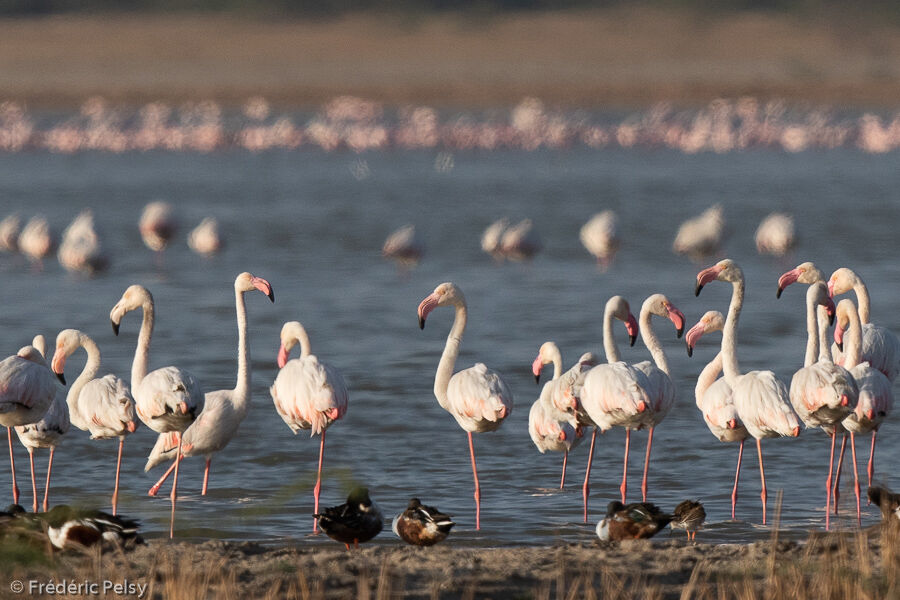 Flamant rose