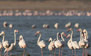 Flamant rose