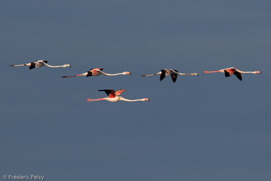 Greater Flamingo, Flight