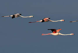 Greater Flamingo