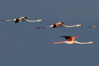 Flamant rose