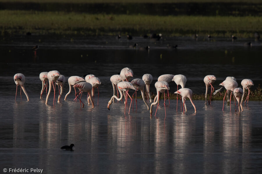 Flamant rose