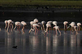 Greater Flamingo