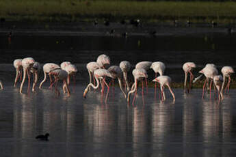 Flamant rose