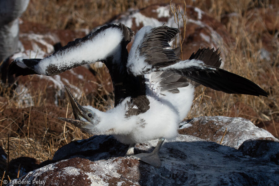 Blue-footed BoobyPoussin