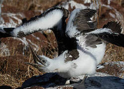 Blue-footed Booby