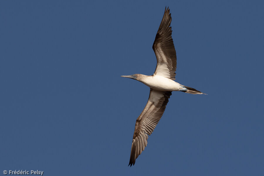 Blue-footed Booby, Flight