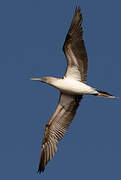 Blue-footed Booby