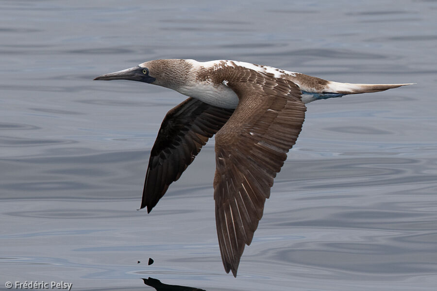 Blue-footed Booby, Flight