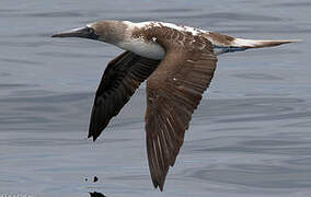 Blue-footed Booby