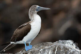 Blue-footed Booby