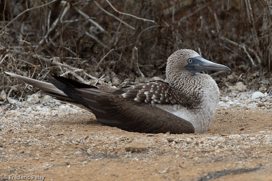 Blue-footed Booby