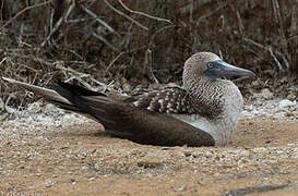 Blue-footed Booby