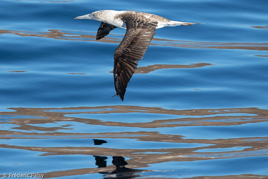 Fou à pieds bleus