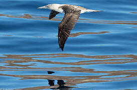 Blue-footed Booby