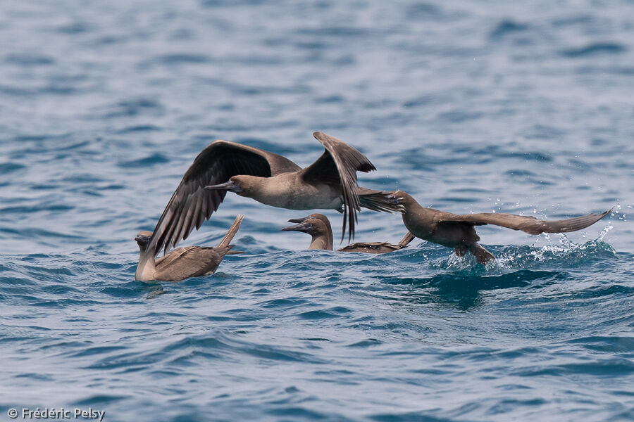 Red-footed Booby