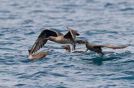 Red-footed Booby