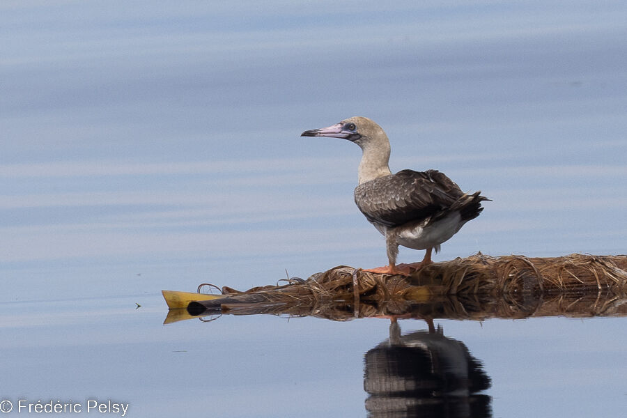 Red-footed Boobyimmature