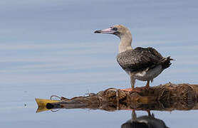 Red-footed Booby