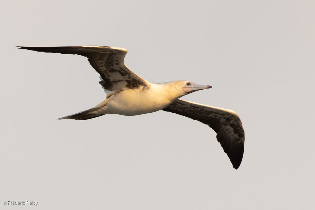 Fou à pieds rougesimmature, Vol