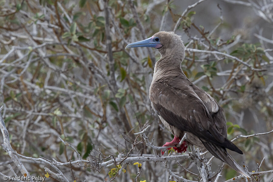 Red-footed Booby