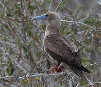 Red-footed Booby