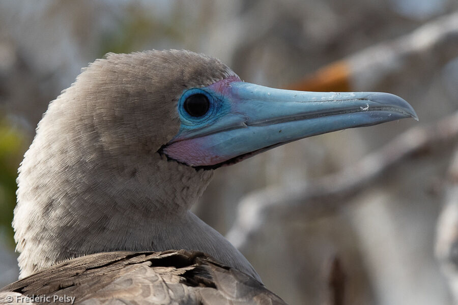 Red-footed Booby