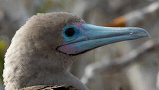 Red-footed Booby