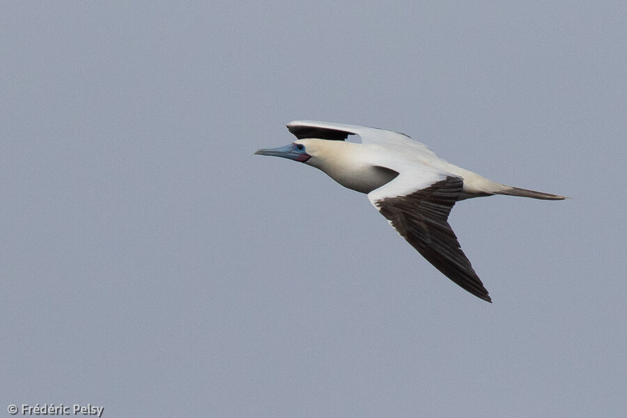 Red-footed Booby, Flight