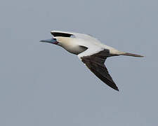 Red-footed Booby