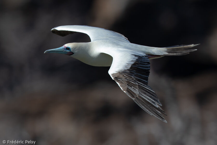 Red-footed Booby, Flight