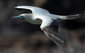 Red-footed Booby