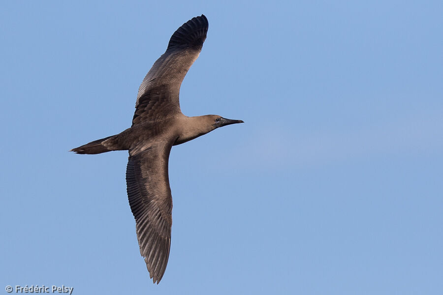 Fou à pieds rougesimmature, Vol