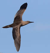 Red-footed Booby