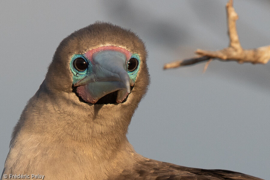 Fou à pieds rouges