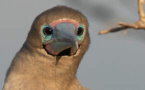 Red-footed Booby