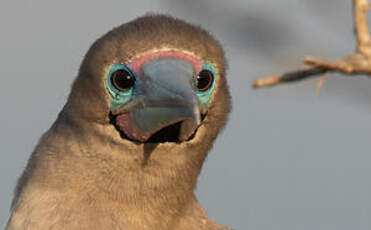 Fou à pieds rouges