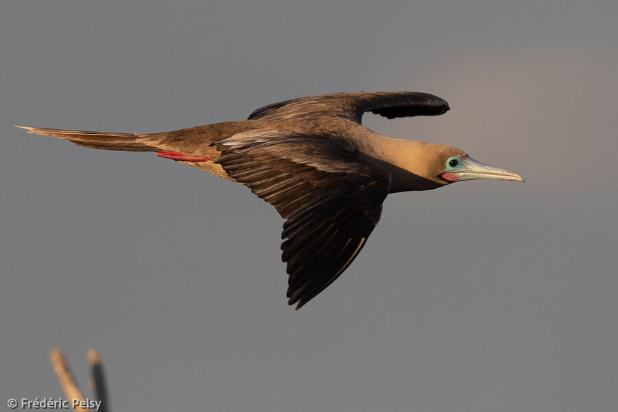 Red-footed Booby, Flight