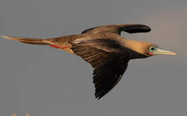 Fou à pieds rouges