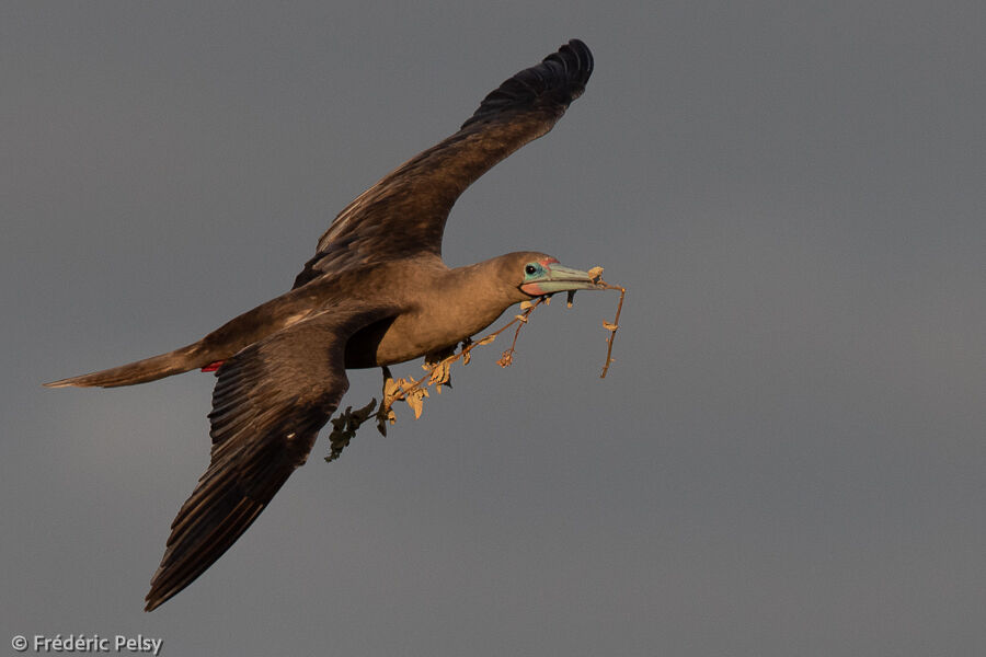 Red-footed Booby, Flight, Reproduction-nesting