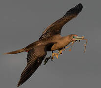 Fou à pieds rouges