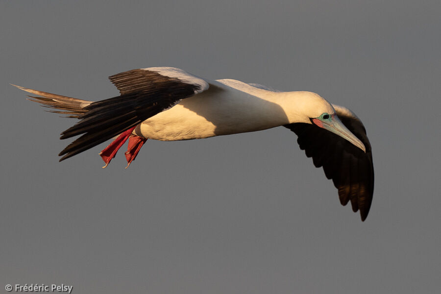 Fou à pieds rouges