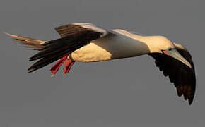 Red-footed Booby