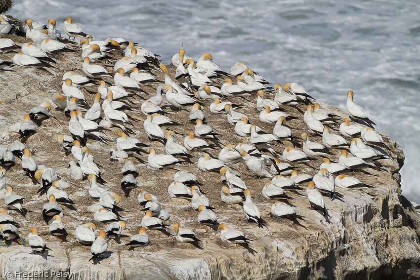 Australasian Gannet